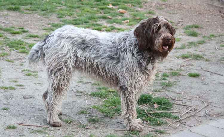 Wirehaired Pointing Griffon